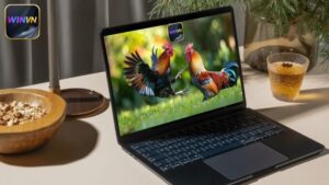 Tại Sao Nên Chơi Đá Gà Thomo Tại WINVN – Không Phải Nơi Khác?