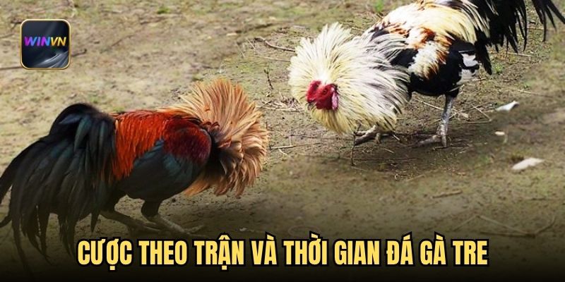 Cược theo trận và thời gian đá gà tre