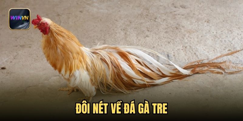 Đôi nét về đá gà tre