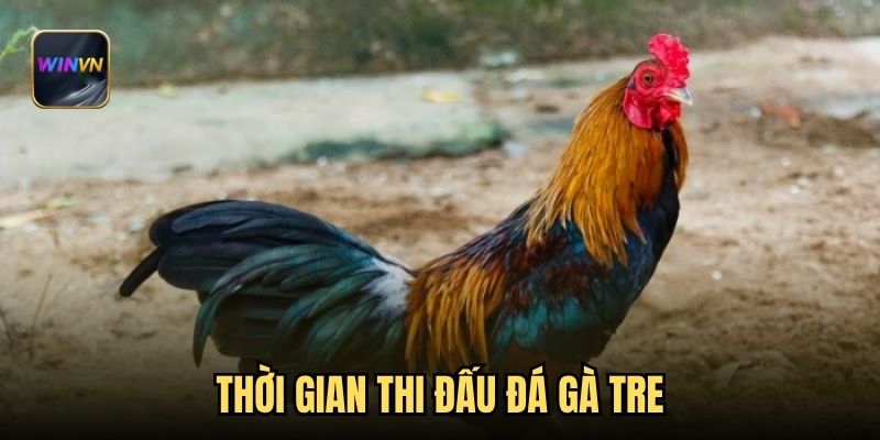 Thời gian thi đấu đá gà tre